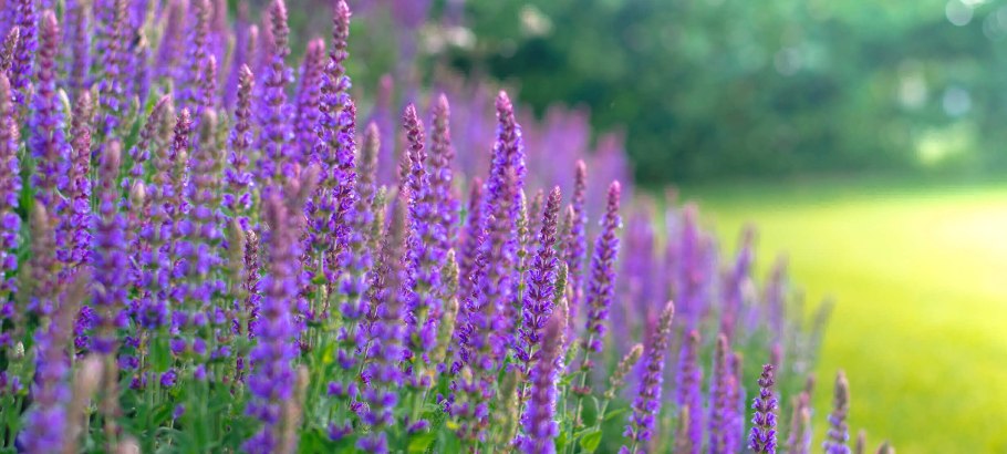 Шалфей короткоцветковый