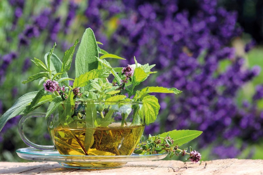 Шалфей лекарственный (Salvia officinalis)