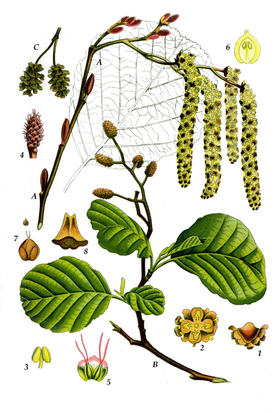 Ольха серая (Álnus incána)