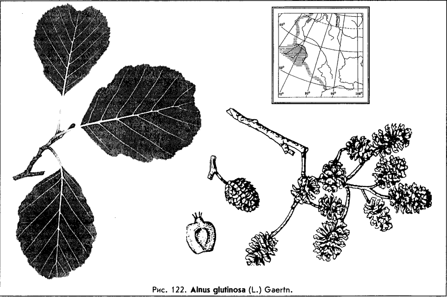 Alnus glutinosa Ботанический рисунок