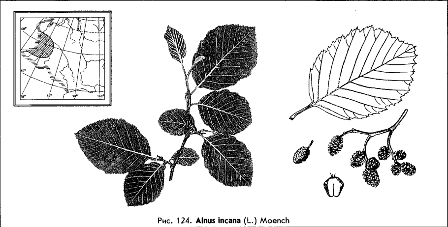 Ольха клейкая — Alnus glutinosa (l.) Gaertn.
