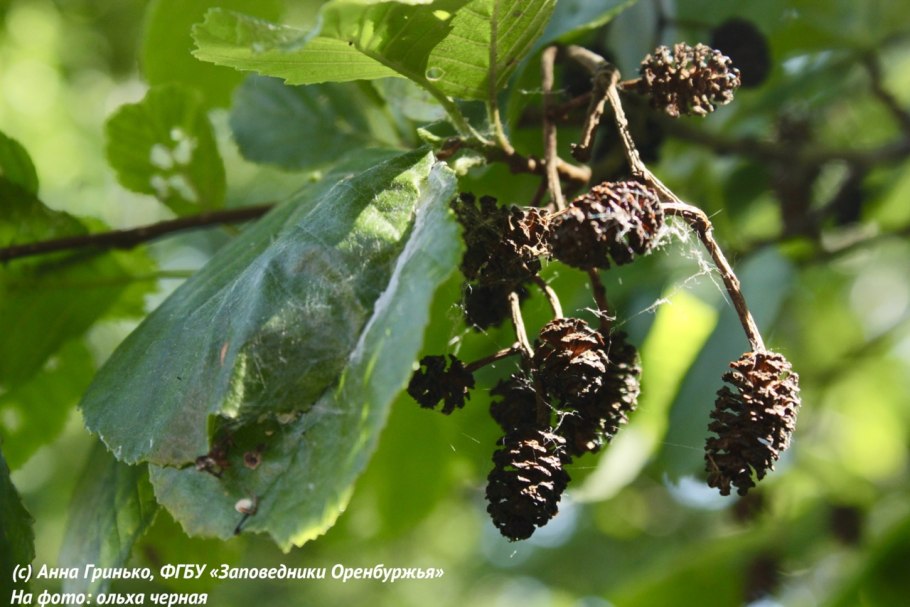Ольха клейкая – Alnus glutinosa. Мужской и женский побег