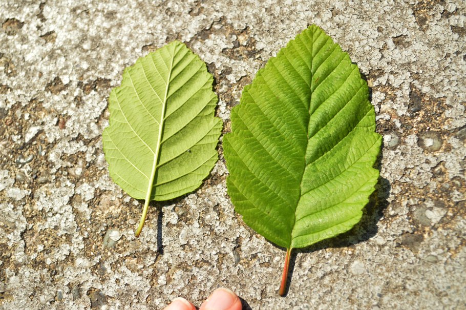 Ольха серая Alnus incana