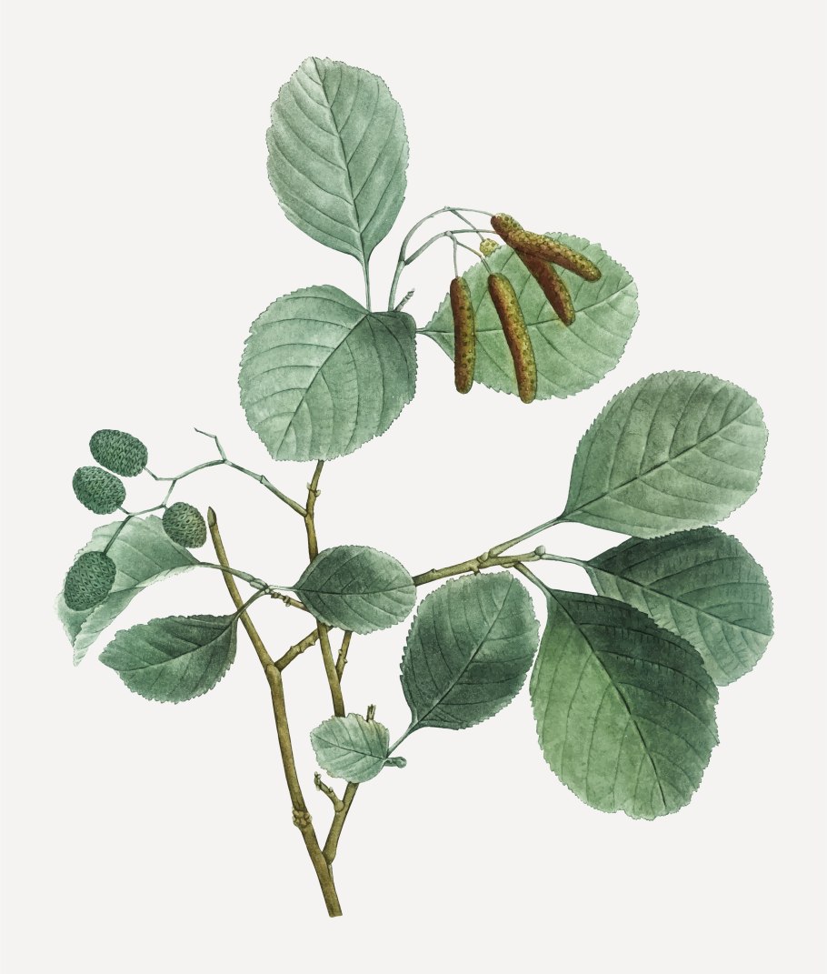 Alnus incana rugosa
