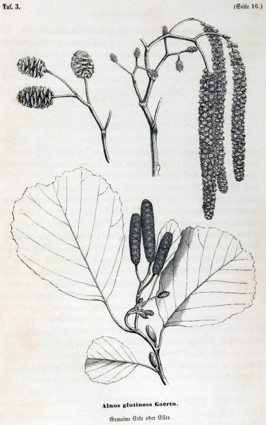 Alnus incana почки