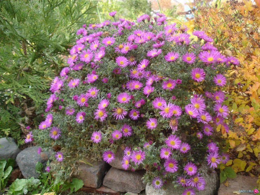 Астра новоанглийская