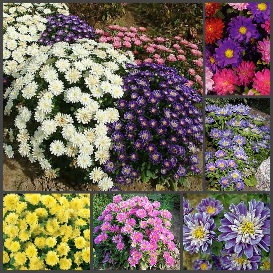 Октябринка Ноябринка цветы