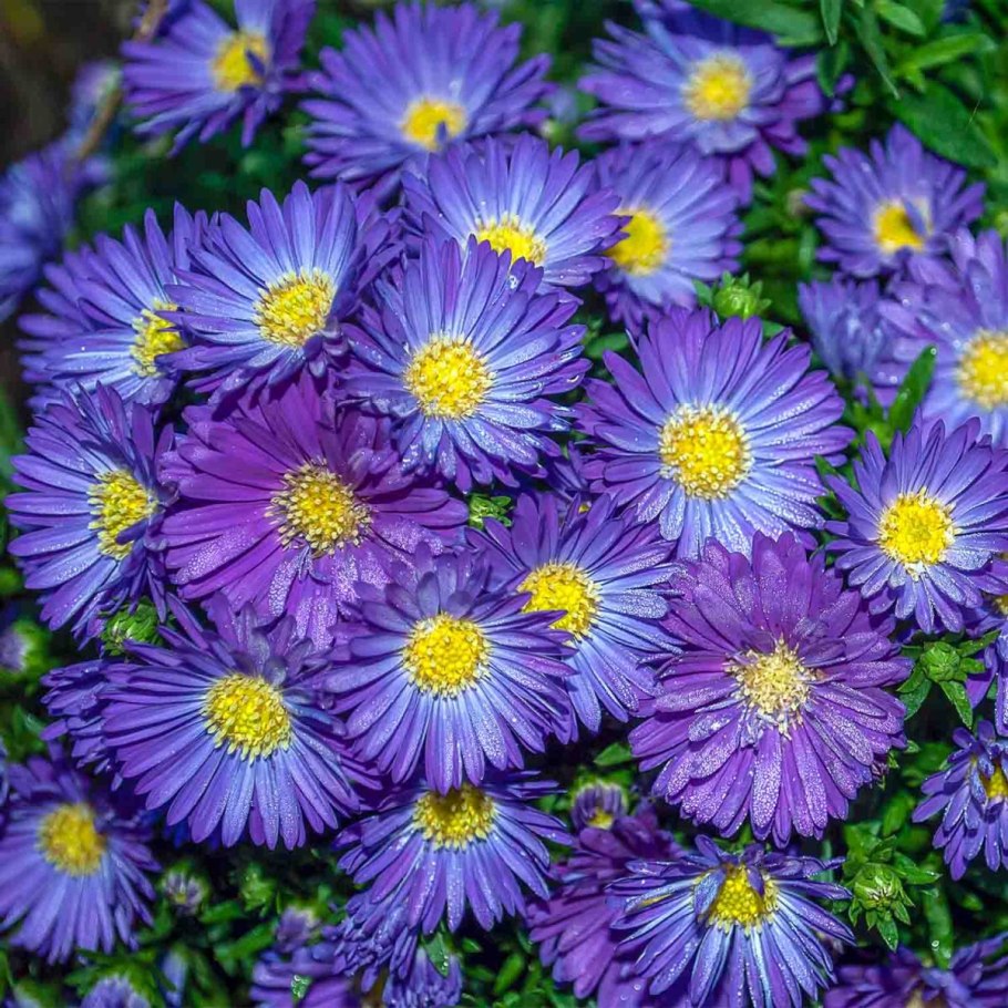 Астра новобельгийская Fellowship