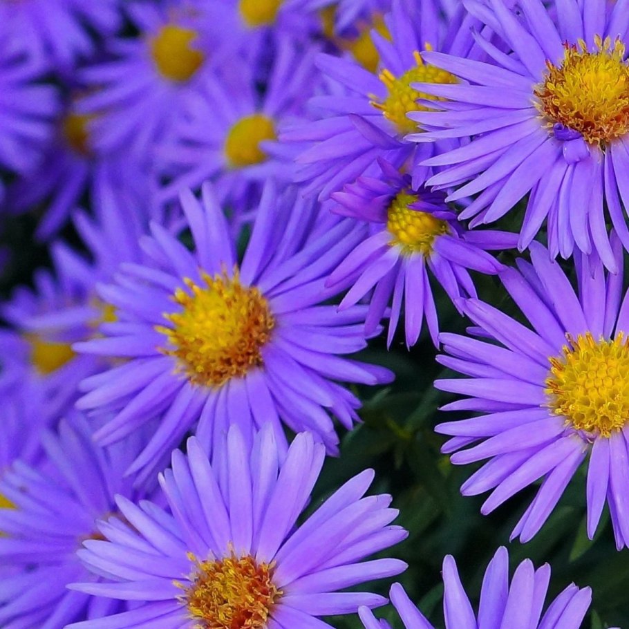 Астра сентябринка многолетняя