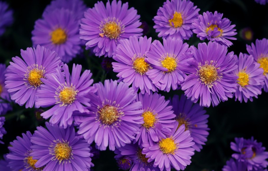 Астра новобельгийская Блю