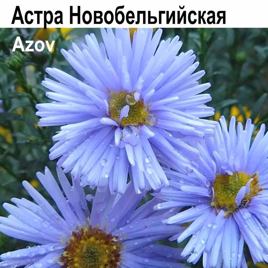 Астра многолетняя новобельгийская