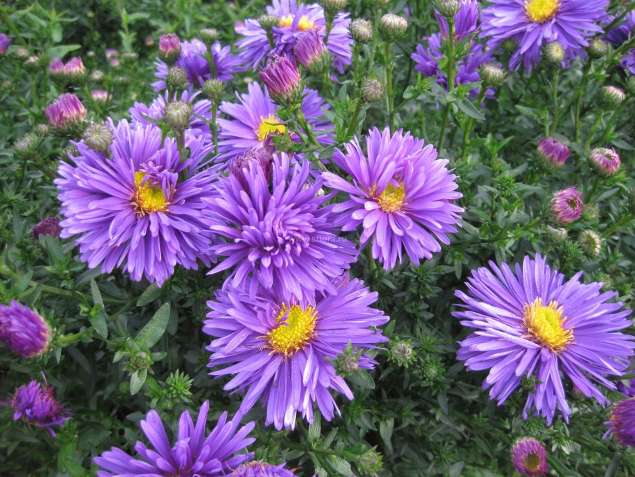 Астра новоанглийская