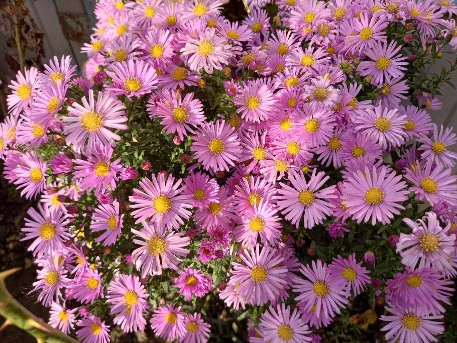 Астра кустарниковая голубая Лагуна