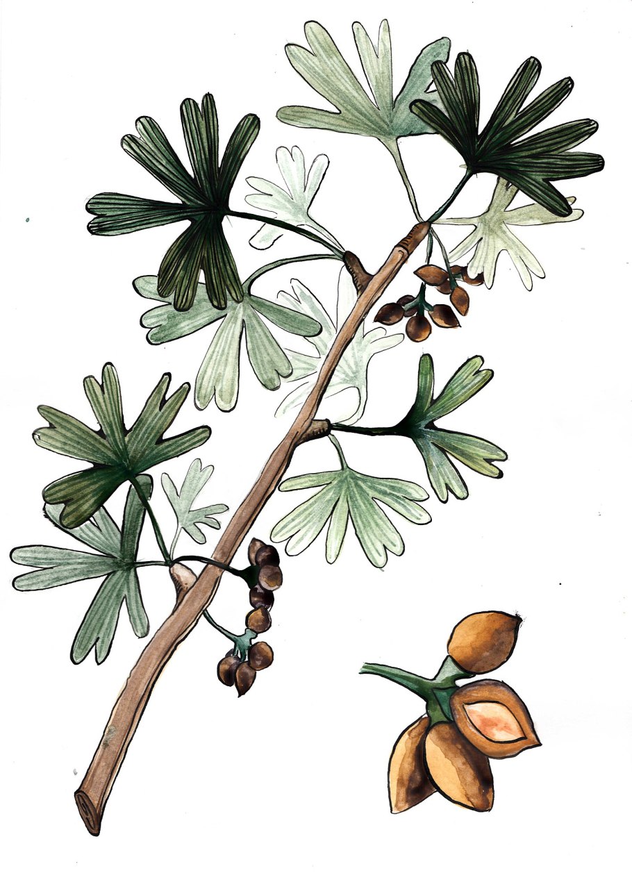 Деревья гинкго ли Юэ