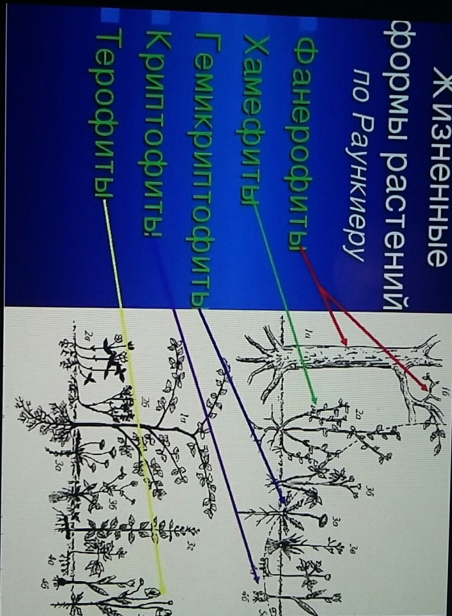 Взаимоотношения деревьев при совместном произрастании
