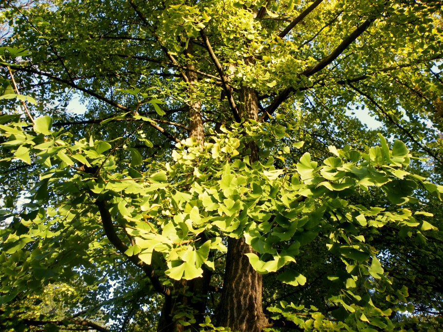 Гинкго билоба зимостойкость