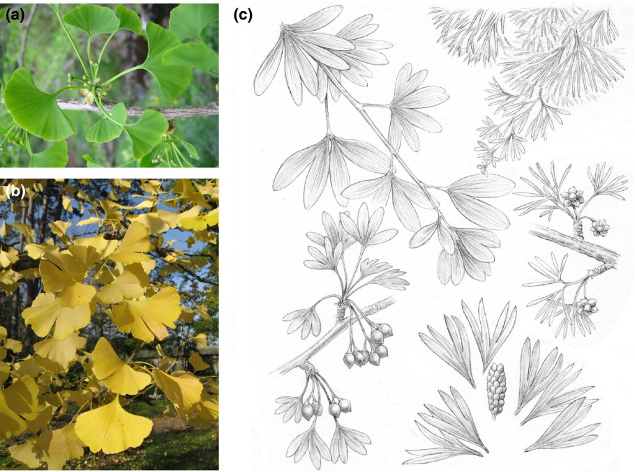 Зоопарк Калининград дерево гинкго