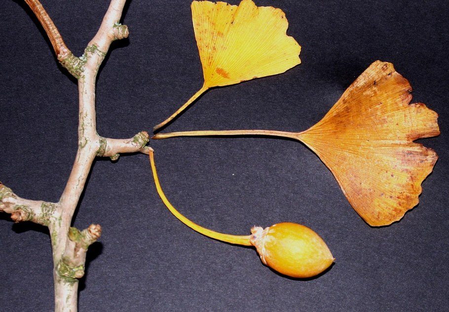 Гинкго билоба из бисера