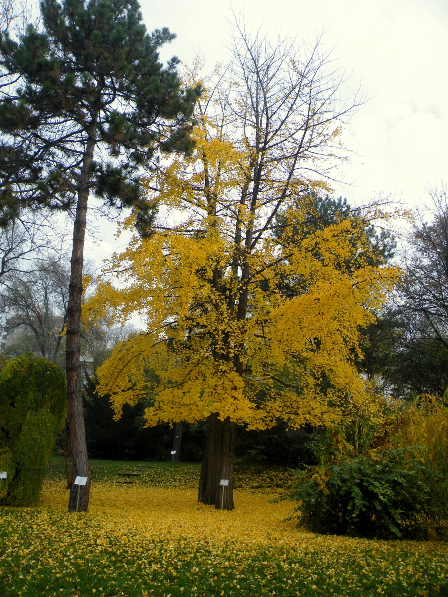Ходульные корни рисунок