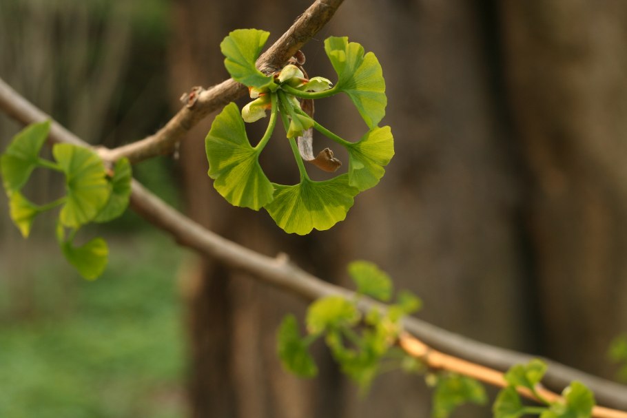 Дерево Токио — гинкго двулопастный