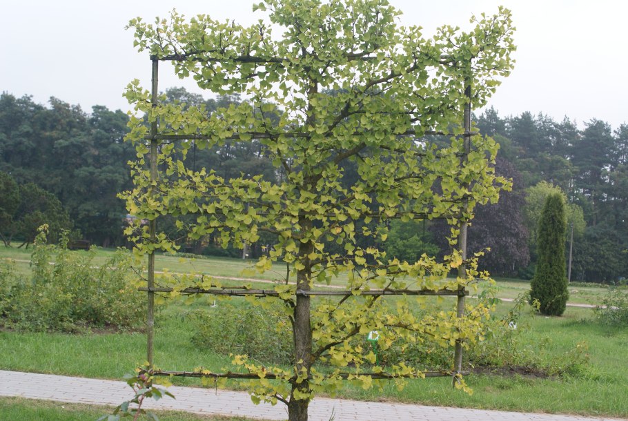 Гинкго Аккорд