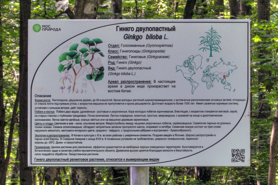 Гинкго двулопастный строение