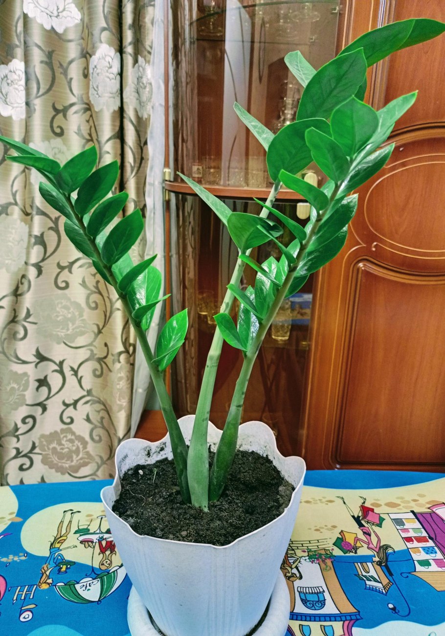 Купить комнатные цветы на авито Киров