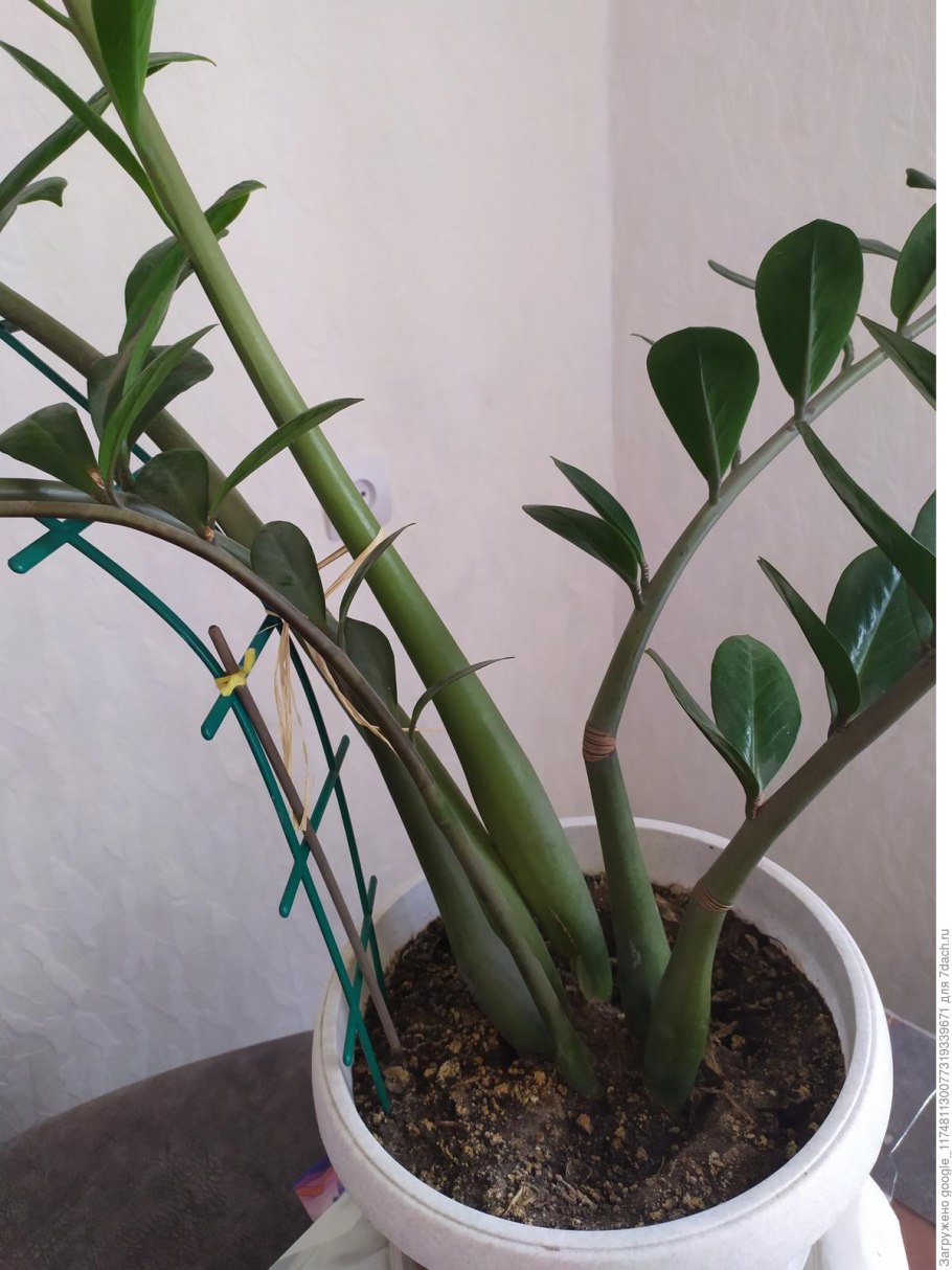 Замиокулькас zamiifolia, гор12, выс50