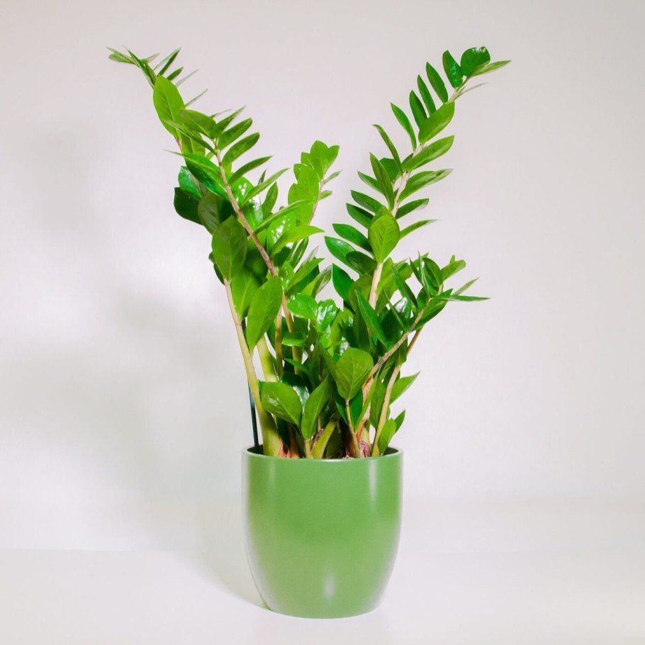 Yucca ELEPHANTIPES Юкка слоновая