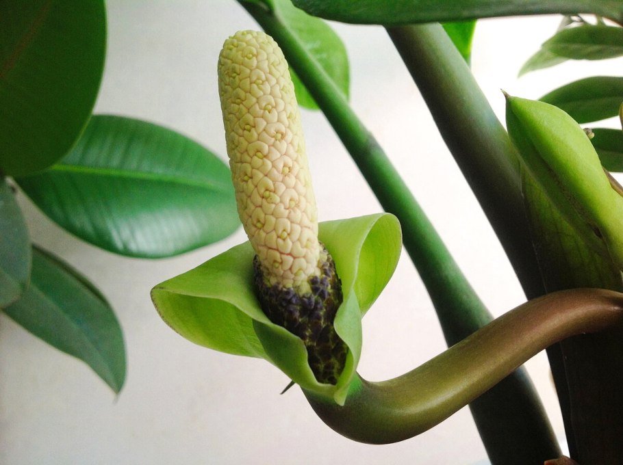 Неприхотливые комнатные растения