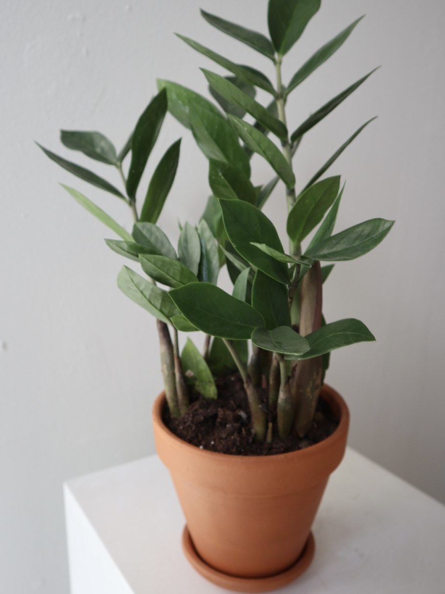 Замиокулькас Лоддиджеса