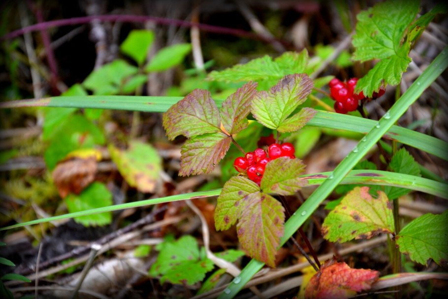 Щавель обыкновенный, кислый