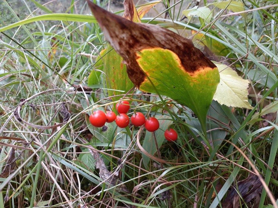 Щавель (Rumex)