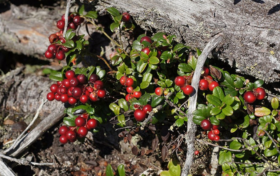 Ягода красника сахалинская