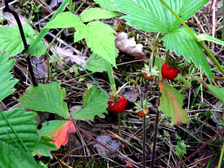 Земляника Лесная в Сибири