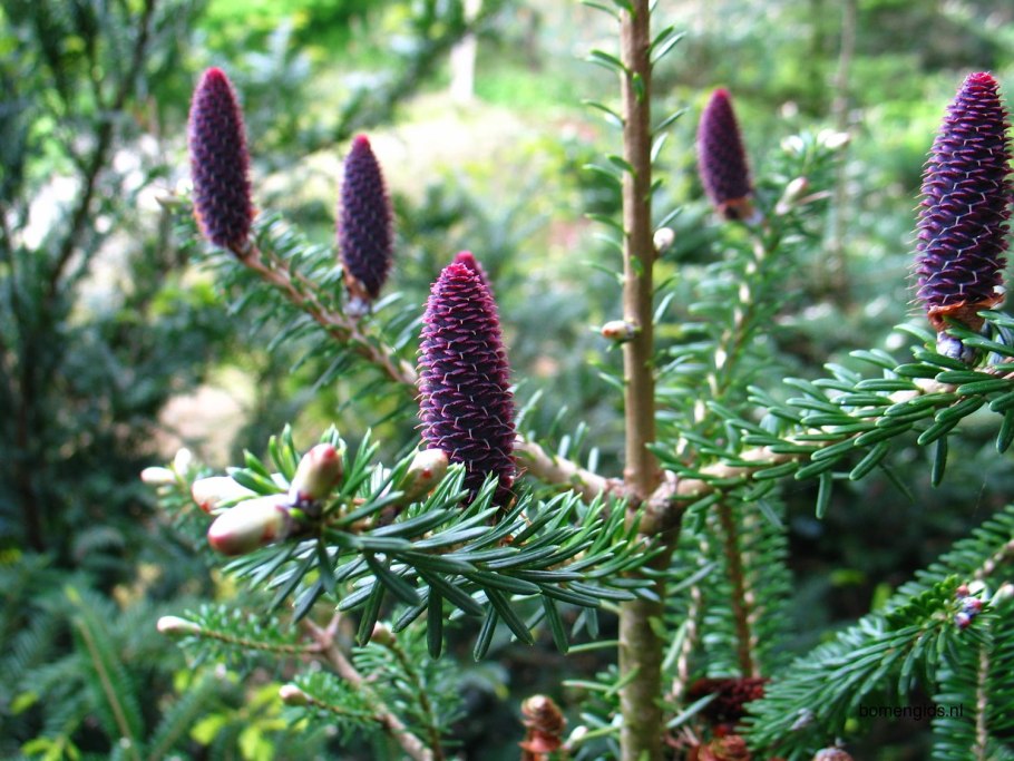 Пихта корейская шишки