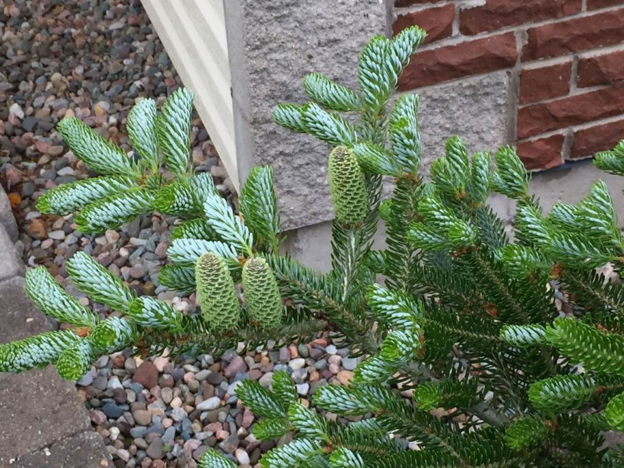 Пихта равночешуйчатая Олли Харди