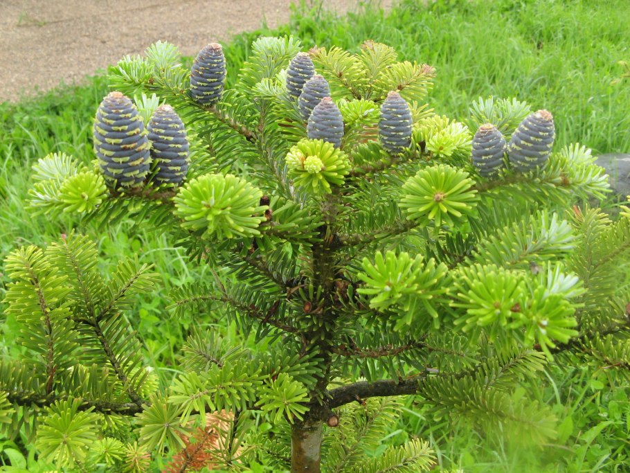 Пихта корейская (Abies Koreana p9)