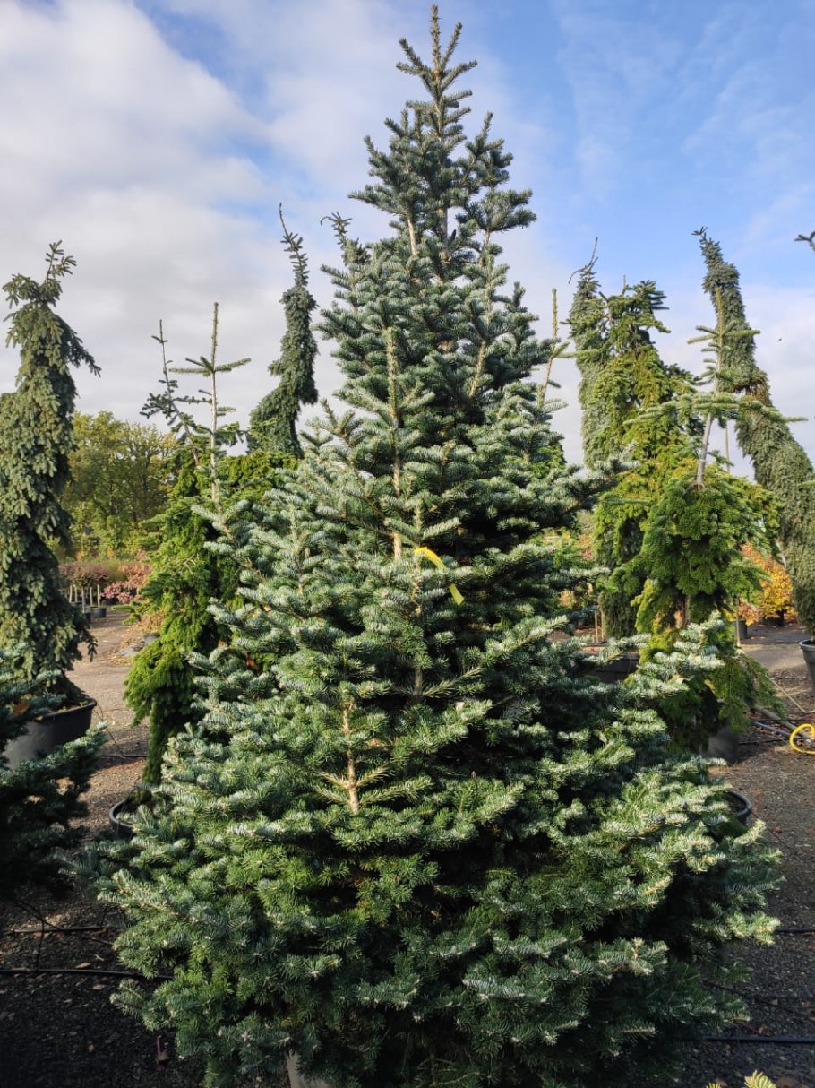 Пихта Самлинг