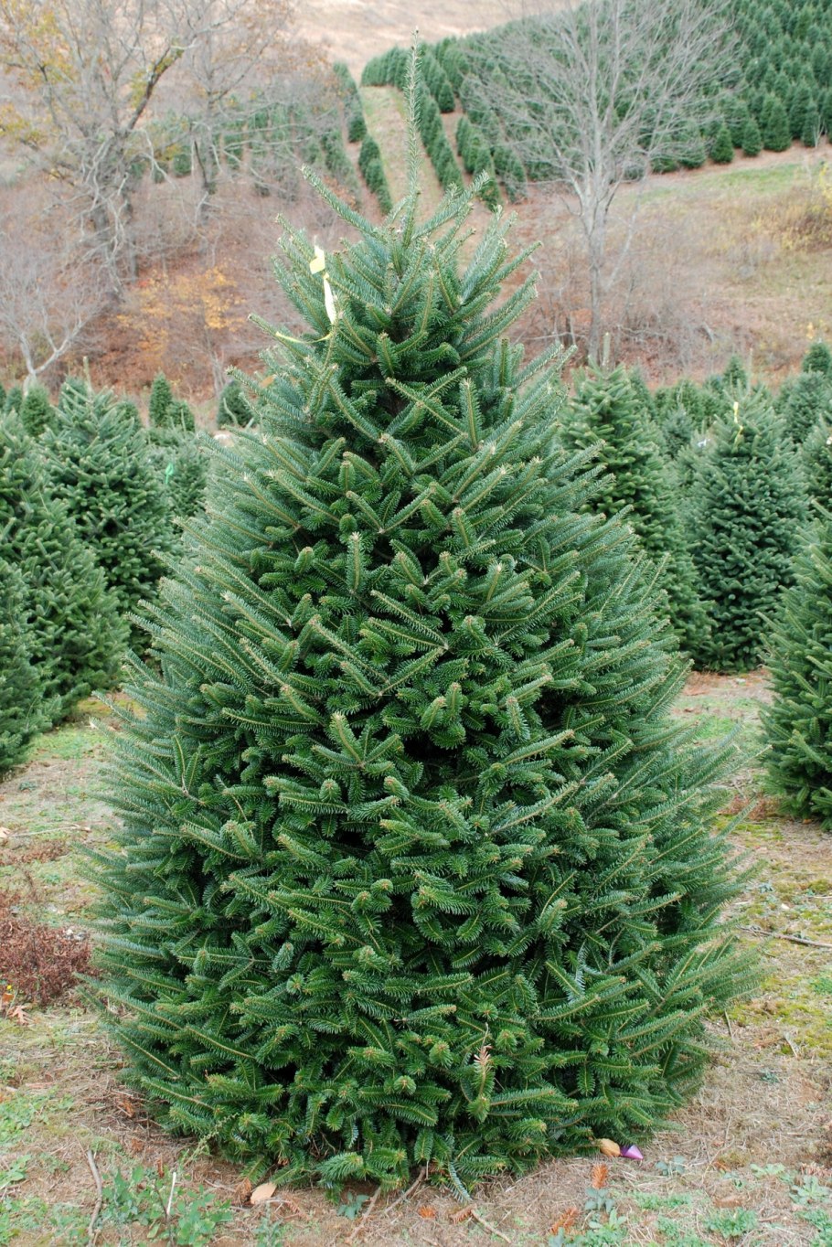 Пихта корейская gait