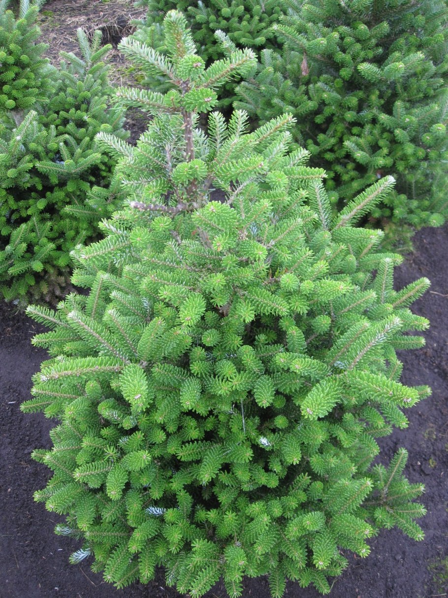 Пихта Фразера (Abies fraseri)