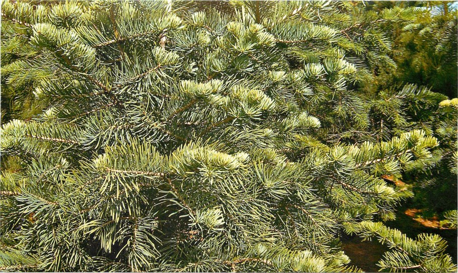 Abies Koreana 'Knospenkönigin'