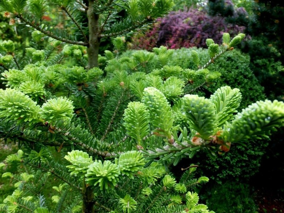 Пихта корейская дарк Хилл