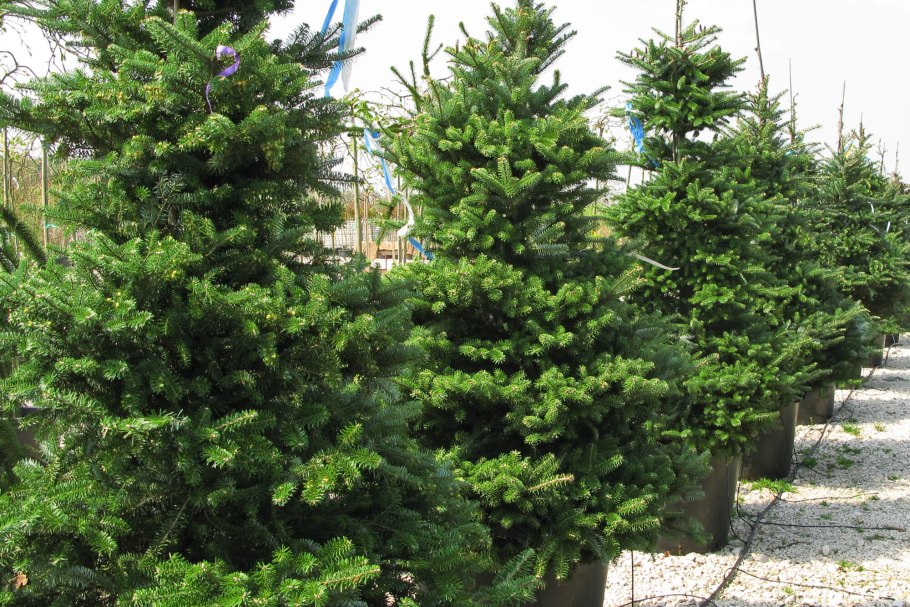 Пихта корейская Сильвер Стар