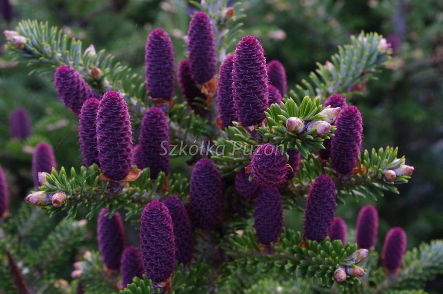 Ель с фиолетовыми шишками