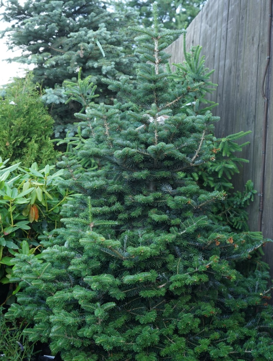 Пихта корейская Tordis