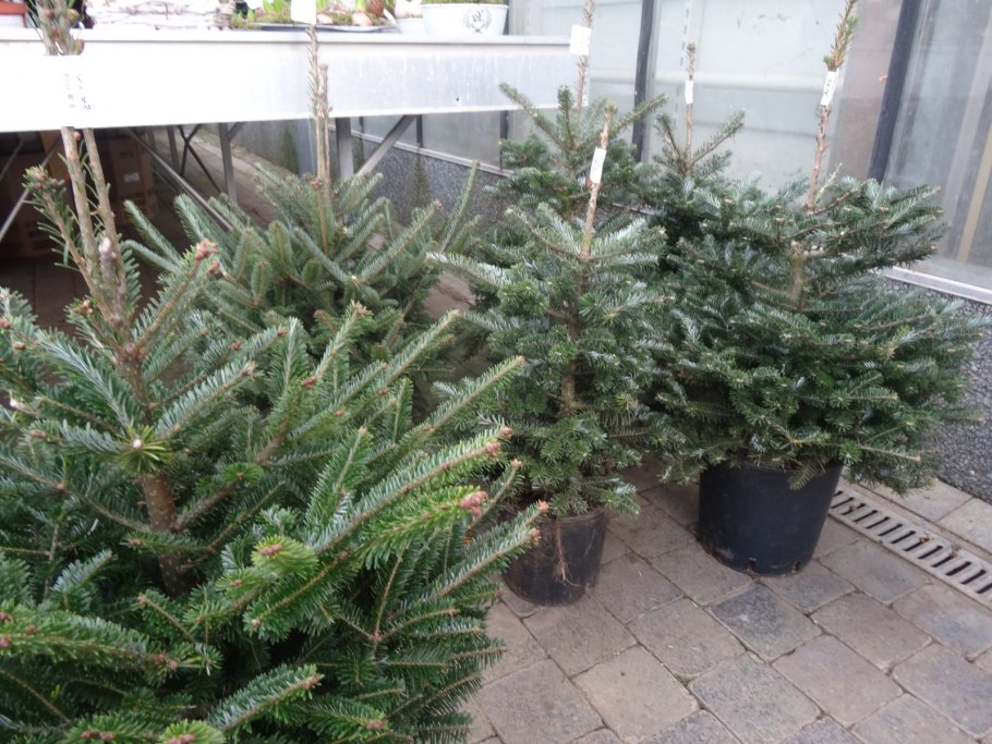 Пихта корейская Тордис