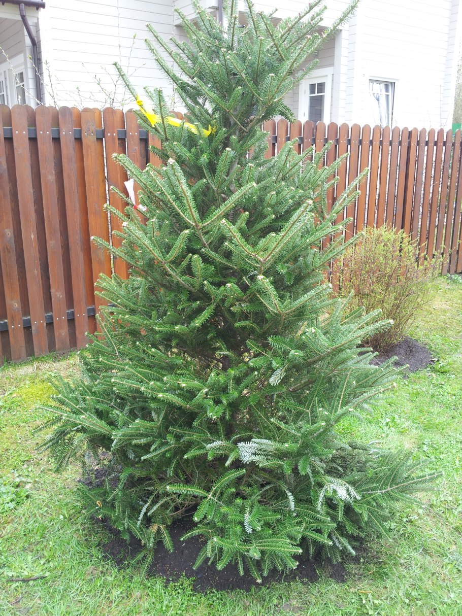 Пихта Кореана Молли