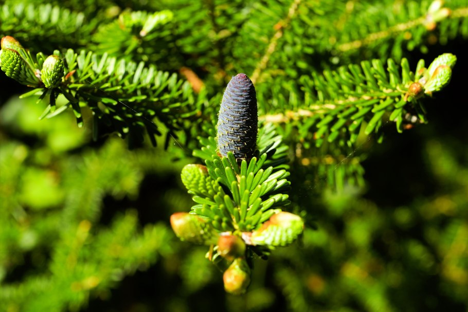 Abies Koreana Zenek