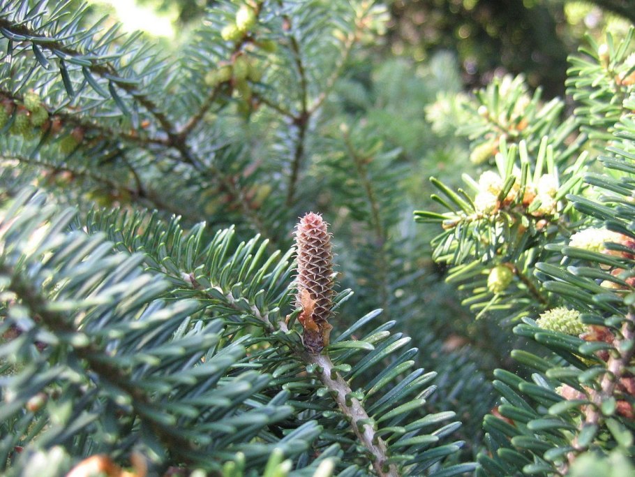 Пихта Абиес Кореана